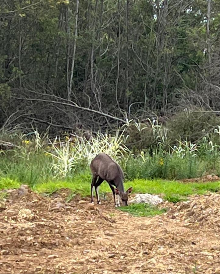 Forest Gate Estate Apartman Plettenberg Bay Kültér fotó